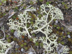 Cladonia submitis