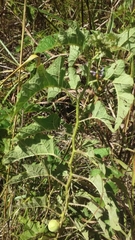 Solanum palinacanthum