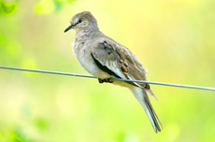 Picui Ground Dove photo 2