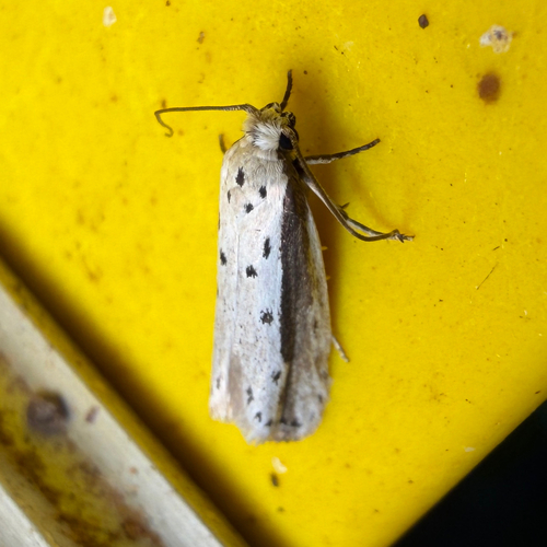 Ethmia mirusella photo 3