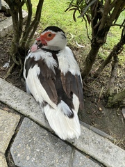 Cairina moschata domestica