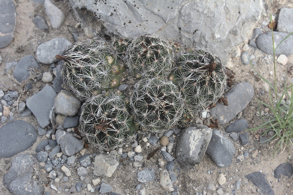 Coryphantha neglecta