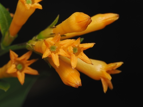Cestrum aurantiacum