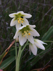 Fritillaria liliacea