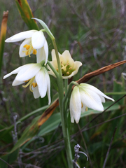 Fritillaria liliacea