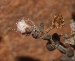 Trichodiadema obliquum