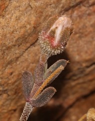 Trichodiadema obliquum