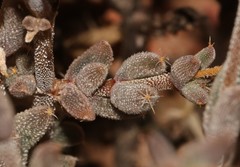 Trichodiadema obliquum