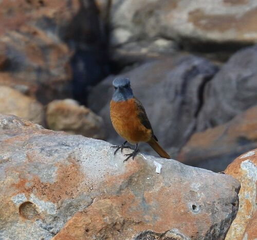 Cape Rock Thrush (Monticola rupestris), photo 9
