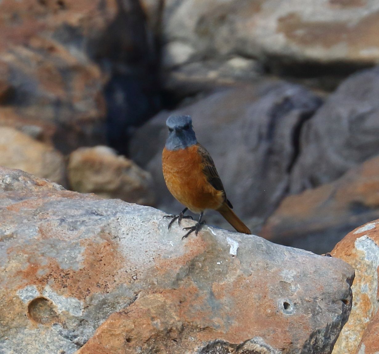 Cape Rock Thrush (Monticola rupestris), photo 9