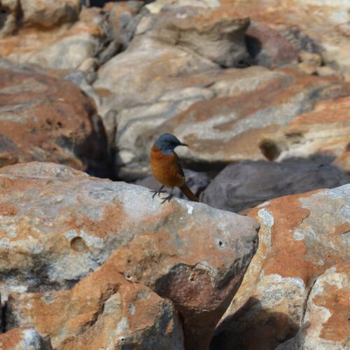 Cape Rock Thrush (Monticola rupestris), photo 10
