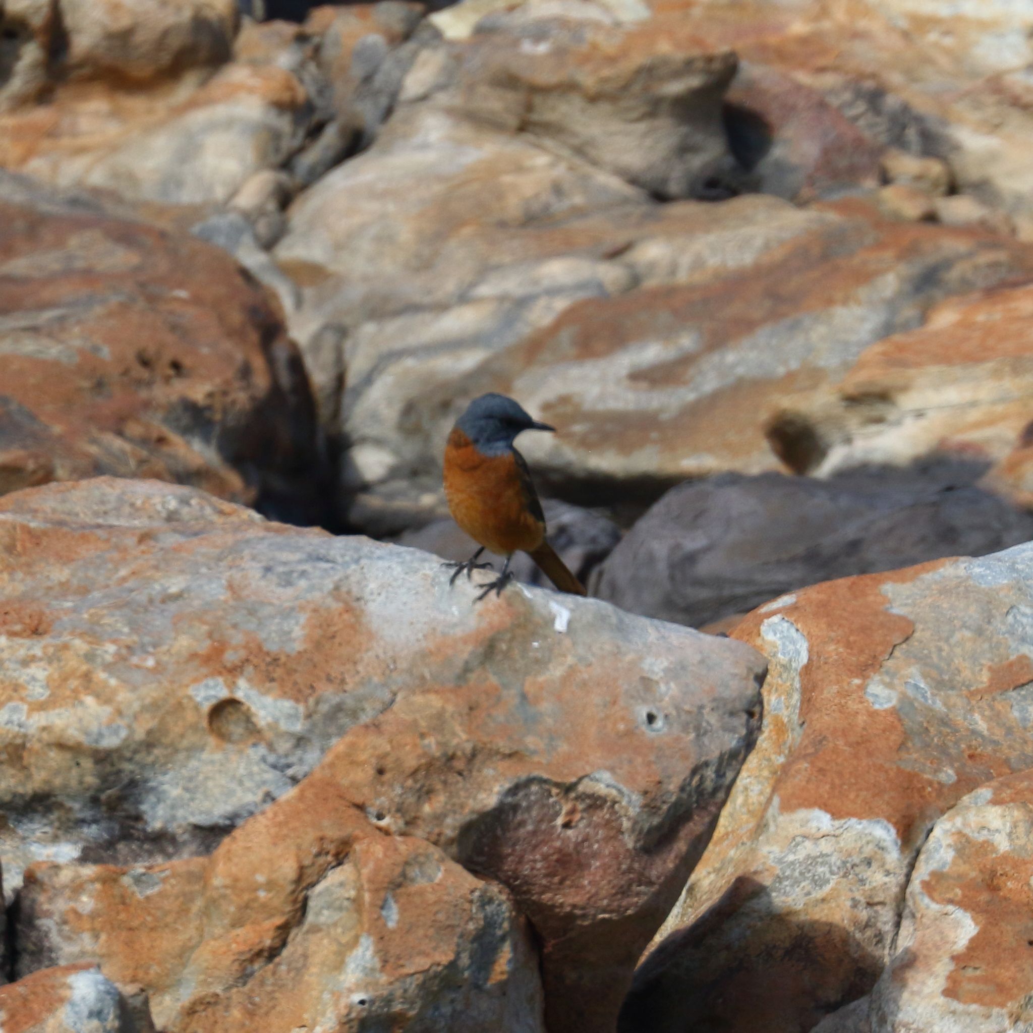 Cape Rock Thrush (Monticola rupestris), photo 10
