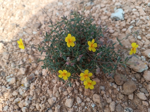 Helianthemum hirtum