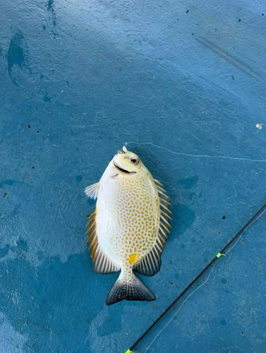 Golden Rabbitfish