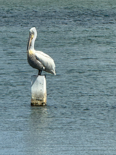 Dalmatian Pelican
