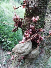 Cynometra cauliflora