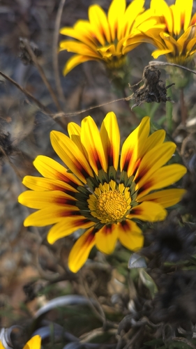 Garden Treasure Flower