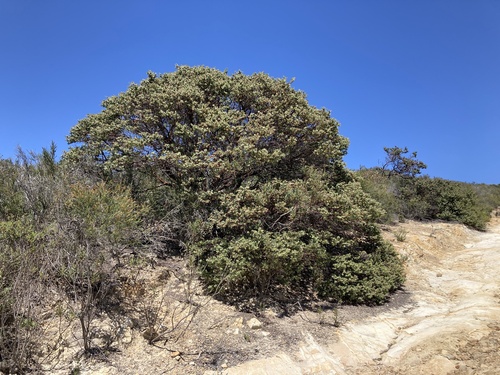Arctostaphylos auriculata, photograph 1