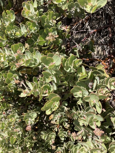 Arctostaphylos auriculata, photograph 2