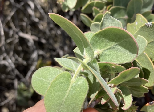 Arctostaphylos auriculata, photograph 3