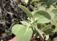 (c) Adam J. Searcy, some rights reserved (CC BY) Arctostaphylos auriculata, photograph (c) Adam J. Searcy, some rights reserved (CC BY)
