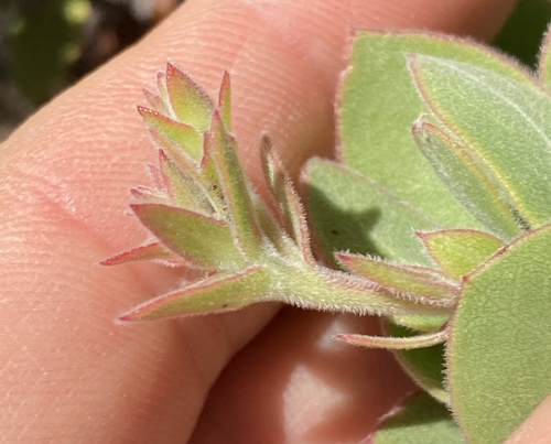 Arctostaphylos auriculata, photograph 4