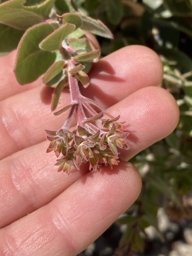 Arctostaphylos auriculata, photograph 5