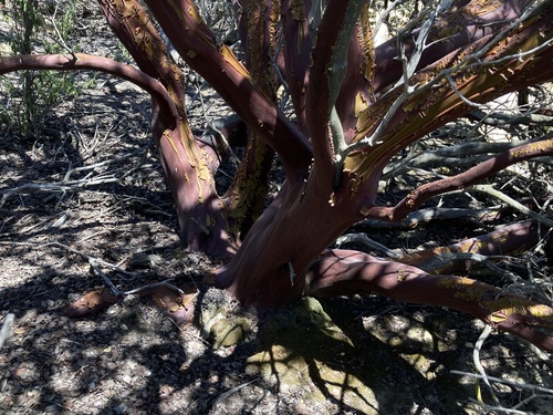 Arctostaphylos auriculata, photograph 6