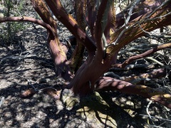 Arctostaphylos auriculata, photograph (c) Adam J. Searcy, some rights reserved (CC BY)