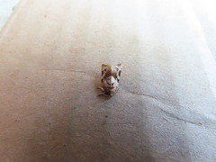 Argyrotaenia montezumae