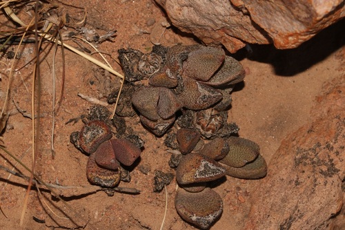 Image of Pleiospilos compactus by (c) Brian du Preez, some rights reserved (CC BY-SA)