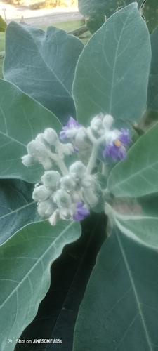 bugweed