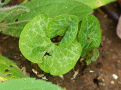 Aristolochia fimbriata