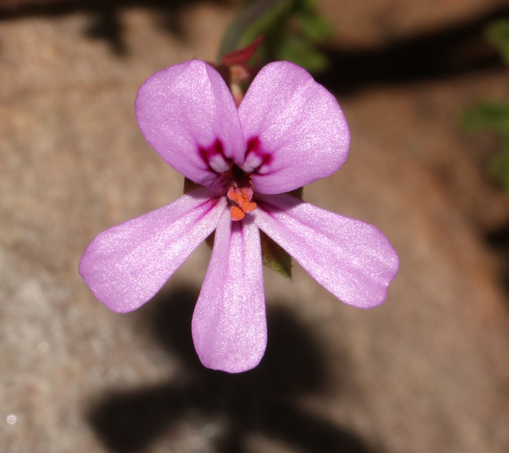 Storksbill Hairy Spearleaf Storksbill from Cacadu, ZA-EC, ZA on July 12, 2019 at ...