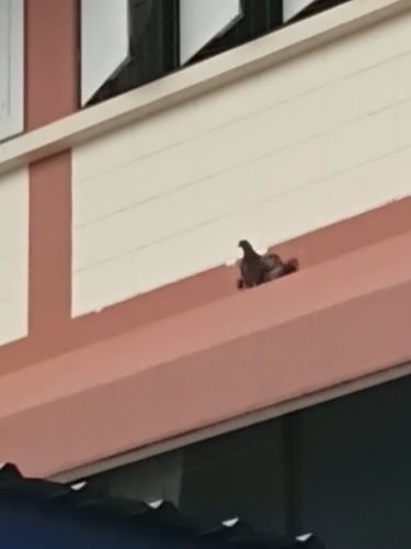 Rock Pigeon