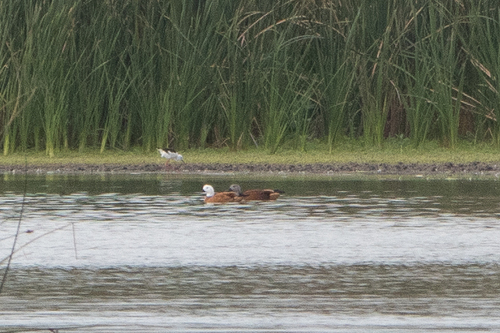 iNaturalist image