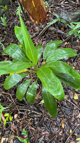Cordyline fruticosa observed 2026-05-17