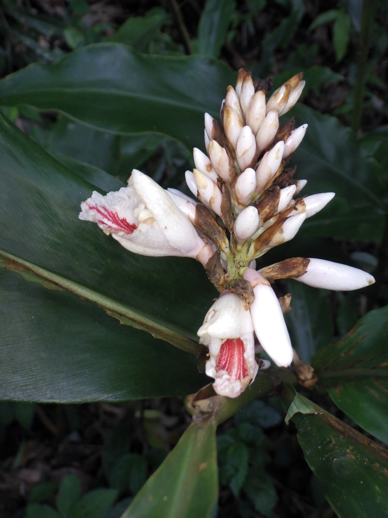 Alpinia pricei Hayata 4