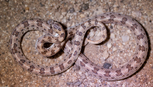Phyllorhynchus decurtatus