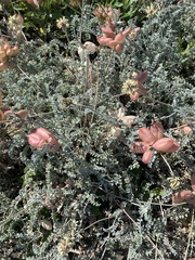 Astragalus anemophilus