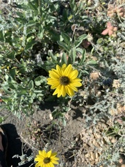 Helianthus niveus