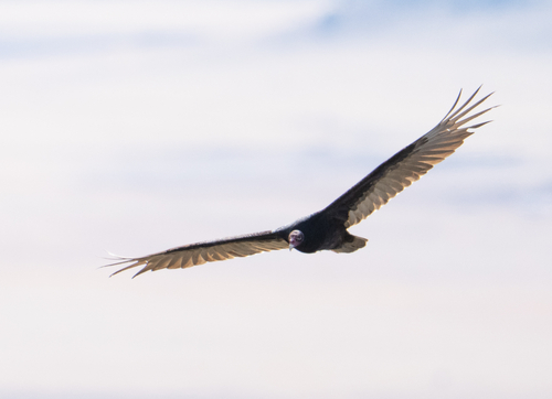 Turkey Vulture