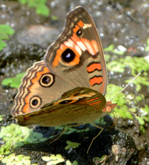 Junonia genoveva