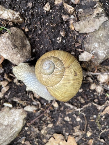 Thessalian Snail