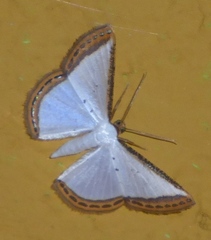 Leuciris