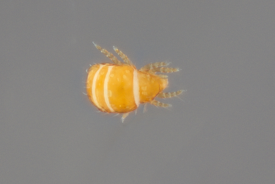 Brachychthoniidae