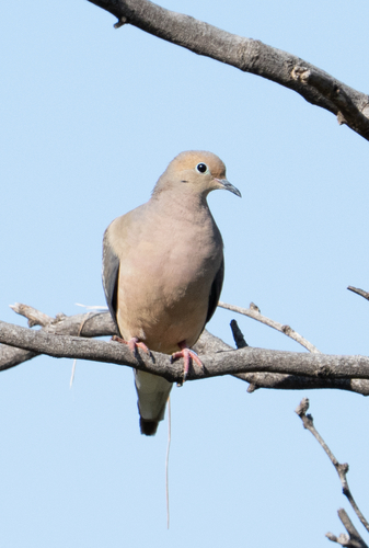 Mourning Dove