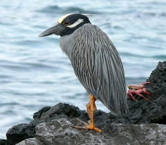 Nyctanassa violacea pauper