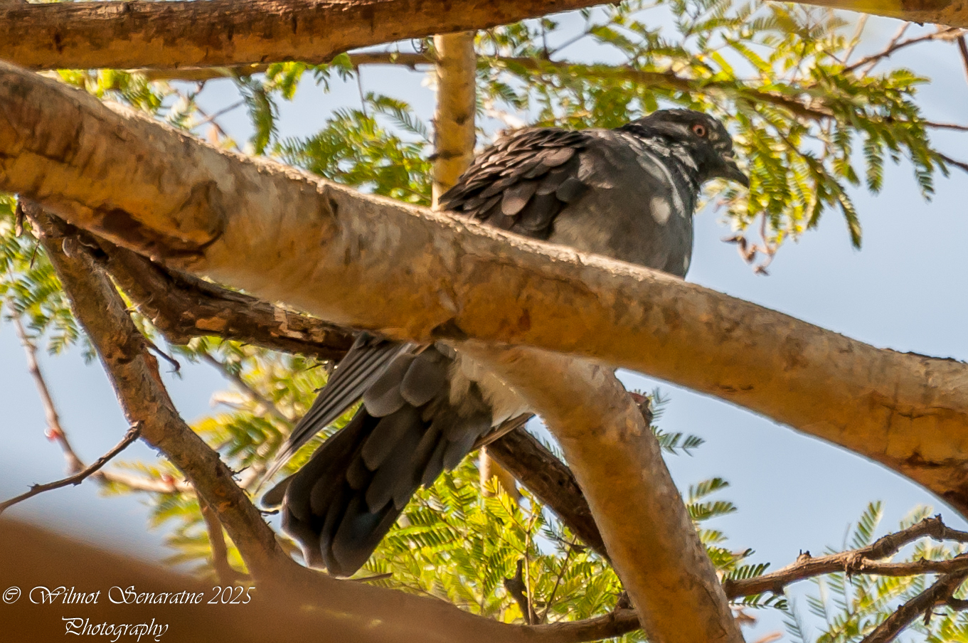 Burmese Collared Dove (Streptopelia xanthocycla), photo 5