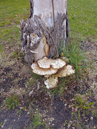 Dryad's Saddle